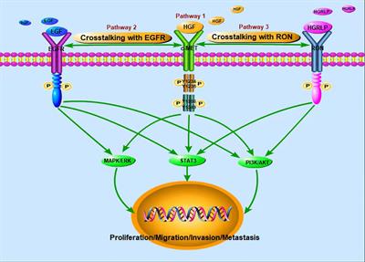 Opportunities and challenges of targeting c-Met in the treatment of digestive tumors